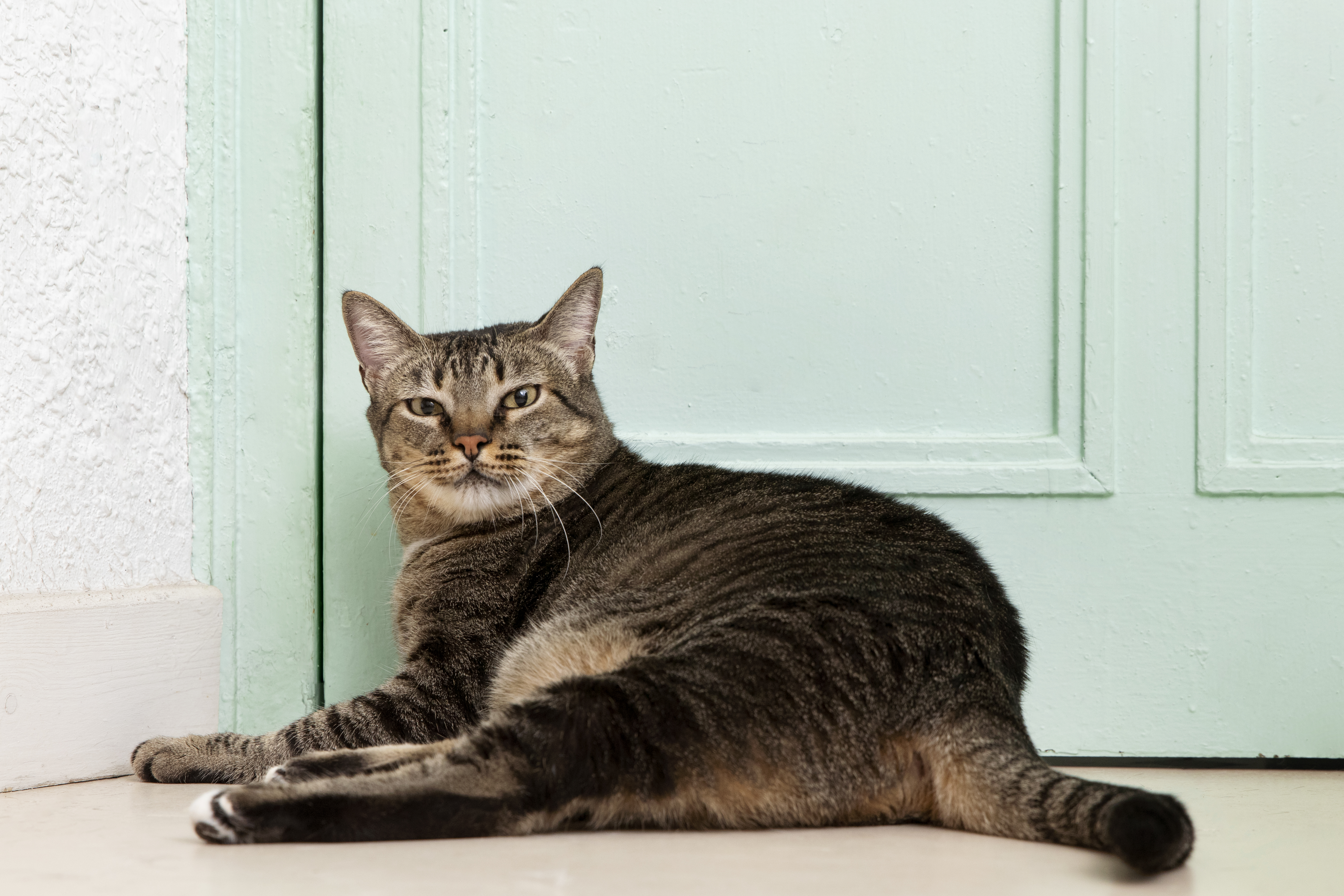 Adorable domestic cat